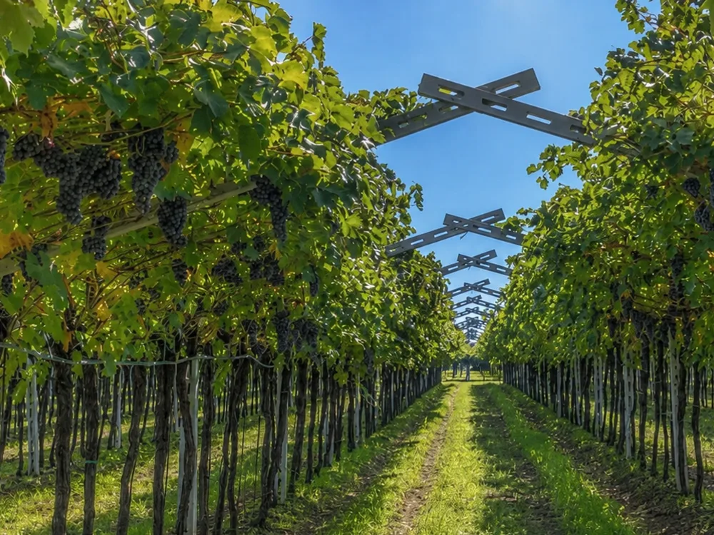 Buglioni Valpolicella vineyard rows